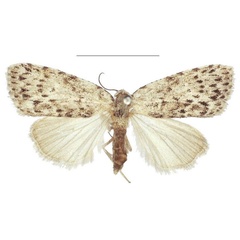 /filer/webapps/moths/media/images/C/carcassoni_Ezishnola_HT_NHMUK.jpg