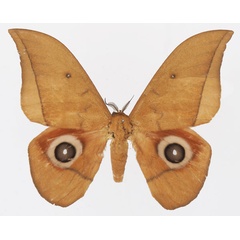 /filer/webapps/moths/media/images/N/niepelti_Lobobunaea_AM_Basquina.jpg