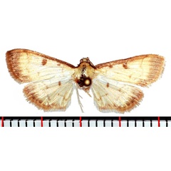 /filer/webapps/moths/media/images/B/basalis_Herpetogramma_AF_Poltavsky.jpg