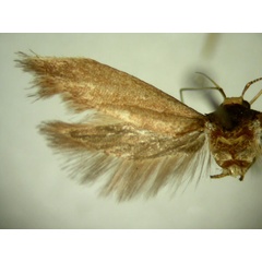 /filer/webapps/moths/media/images/E/explanata_Limnaecia_HT897_TMSA_02.jpg