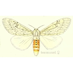 /filer/webapps/moths/media/images/T/tessmanni_Dasychira_HT_Hering_24b.jpg