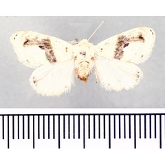 /filer/webapps/moths/media/images/E/elegans_Niphadolepis_AF_BMNH.jpg
