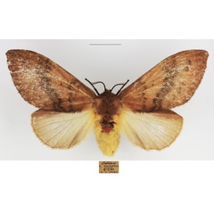 /filer/webapps/moths/media/images/S/sanguicincta_Leptometa_AF_TMSA_02.jpg
