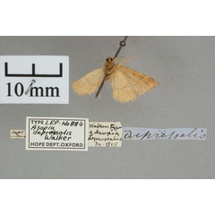 /filer/webapps/moths/media/images/D/depressalis_Asopia_HT_OUMNH_02.jpg