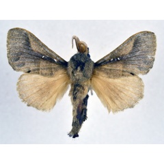 /filer/webapps/moths/media/images/N/nigrovittata_Bombycopsis_AM_NHMO_02.jpg