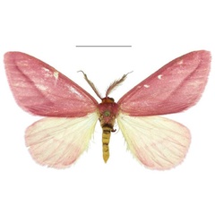 /filer/webapps/moths/media/images/S/simplex_Nothabraxas_AM_ZSM.jpg
