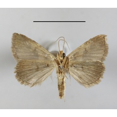 /filer/webapps/moths/media/images/H/hamifera_Anoba_A_MGCLb_01.jpg