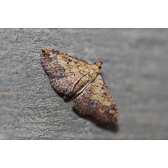 /filer/webapps/moths/media/images/T/thermesialis_Cerynea_A_Voaden_01.jpg