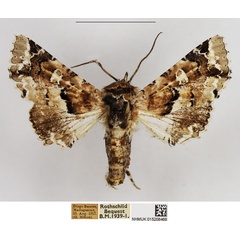 /filer/webapps/moths/media/images/E/exquisita_Eutelia_AF_NHMUK.jpg