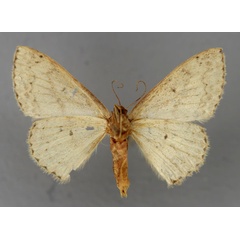 /filer/webapps/moths/media/images/D/dux_Scopula_A_ZSM_02.jpg