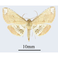 /filer/webapps/moths/media/images/L/latizonalis_Sijua_AM_ANHRTa.JPG