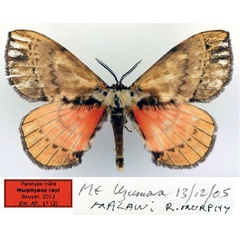 /filer/webapps/moths/media/images/R/rayi_Murphyana_PT_Basquin.jpg