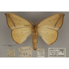 /filer/webapps/moths/media/images/H/heterogyna_Epicampoptera_PL_OUMNHb_01.jpg