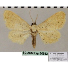 /filer/webapps/moths/media/images/A/africarabica_Idaea_AM_ZSM.jpg