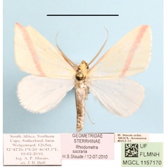 /filer/webapps/moths/media/images/S/sacraria_Rhodometra_A_MGCLa_02.JPG