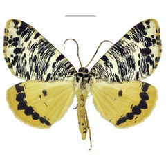 /filer/webapps/moths/media/images/T/tricoloraria_Rhodochanna_AF_ANHRT.jpg