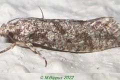 Protaphreutis borboniella