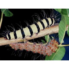 /filer/webapps/moths/media/images/S/smilax_Holocerina_C_Wolfe.jpg