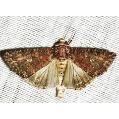 /filer/webapps/moths/media/images/C/capensis_Condica_A_Braun_07.jpg