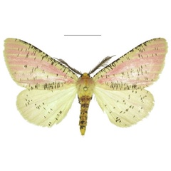 /filer/webapps/moths/media/images/M/muchingensis_Nothabraxas_HT_ANHRT.jpg