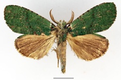 Pycnographa tamarix