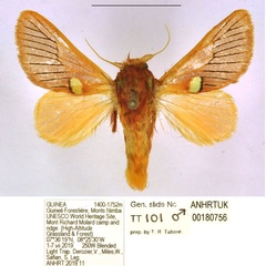 /filer/webapps/moths/media/images/P/pallidifascia_Delorhachis_HT_ANHRT.jpg