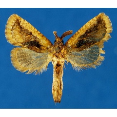 /filer/webapps/moths/media/images/O/ochreicosta_Moyencharia_AM_Lehmann_01_XTbjwKL.jpg