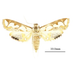 /filer/webapps/moths/media/images/A/ankarampotsyalis_Orphnophanes_AF_ANHRTa.JPG