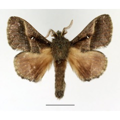 /filer/webapps/moths/media/images/M/metallicus_Bombycopsis_AM_Basquin_01.jpg