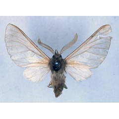 /filer/webapps/moths/media/images/C/canescens_Apisa_LT_BMNH_01.jpg