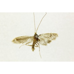 /filer/webapps/moths/media/images/I/ingeminans_Ceromitia_HT_RMCA.jpg