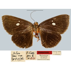 /filer/webapps/moths/media/images/T/tamsi_Calesia_PTF_MNHNa.jpg