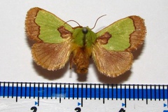 Parasa chlorophila