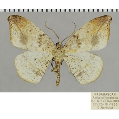 /filer/webapps/moths/media/images/H/horaria_Milocera_AM_ZSMa.jpg