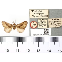 /filer/webapps/moths/media/images/U/undosa_Thosea_HT_BMNH.jpg