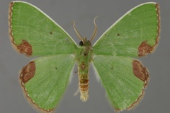 Comibaena barnsi