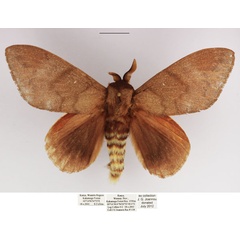 /filer/webapps/moths/media/images/C/contraria_Pachymeta_AM_TMSA_01.jpg