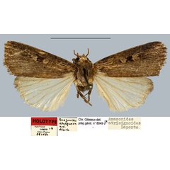 /filer/webapps/moths/media/images/A/atrisignoides_Amazonides_HT_MNHN.jpg