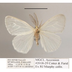/filer/webapps/moths/media/images/N/nivea_Homoeomeria_AM_MGCLa_02.JPG