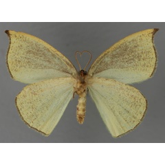 /filer/webapps/moths/media/images/C/convexa_Chlorodrepana_HT_ZSM_02.jpg