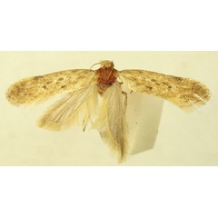 /filer/webapps/moths/media/images/A/asiri_Scrobipalpa_PTF_LNK.jpg