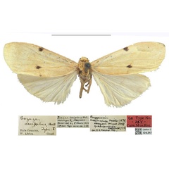 /filer/webapps/moths/media/images/D/decipiens_Sozuza_PLT_CMNH.jpg
