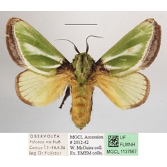 /filer/webapps/moths/media/images/E/euchlora_Parasa_A_MGCLa_02.jpg