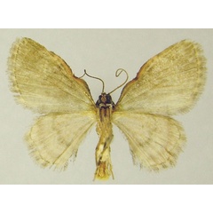 /filer/webapps/moths/media/images/M/muscosa_Chloroclystis_AM_ZSMb.jpg