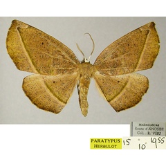 /filer/webapps/moths/media/images/P/prosecta_Drepanogynis_PTM_ZSM.jpg