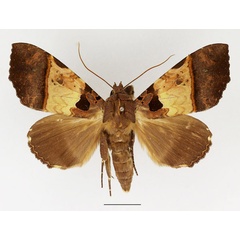 /filer/webapps/moths/media/images/T/trispila_Serrodes_AF_Basquin_01.jpg