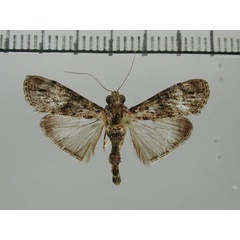 /filer/webapps/moths/media/images/G/gamsbergpastalis_Salma_HT_ZHMB.jpg