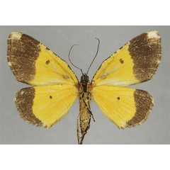/filer/webapps/moths/media/images/A/amieti_Xylopteryx_HT_ZSMb.jpg