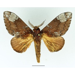 /filer/webapps/moths/media/images/A/argentina_Brachychira_AM_Basquin_03.jpg