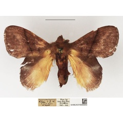 /filer/webapps/moths/media/images/E/eothina_Trichopisthia_AM_NHMUK_03.jpg